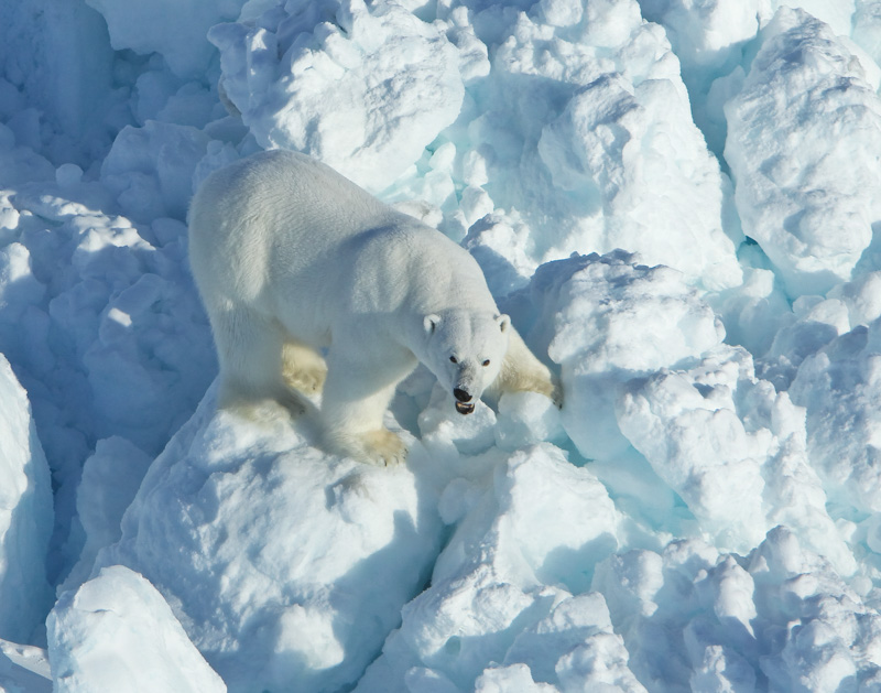 photo-polar-bear-walks-across-rubble-ice-in-the-alaska.jpg