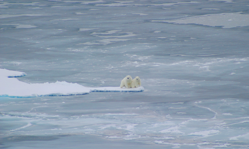 photo-polar-bears-along-sea-ice-in-the-arctic-ocean.jpg