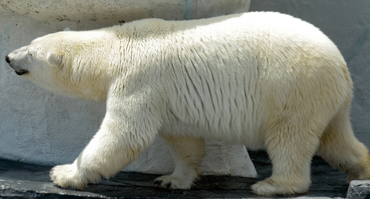 polar-bear-white-484A.jpg