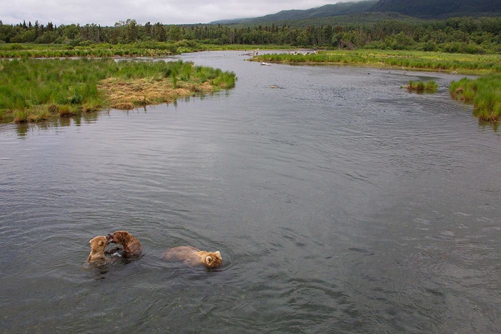 three-brown-bears-in-river.jpg