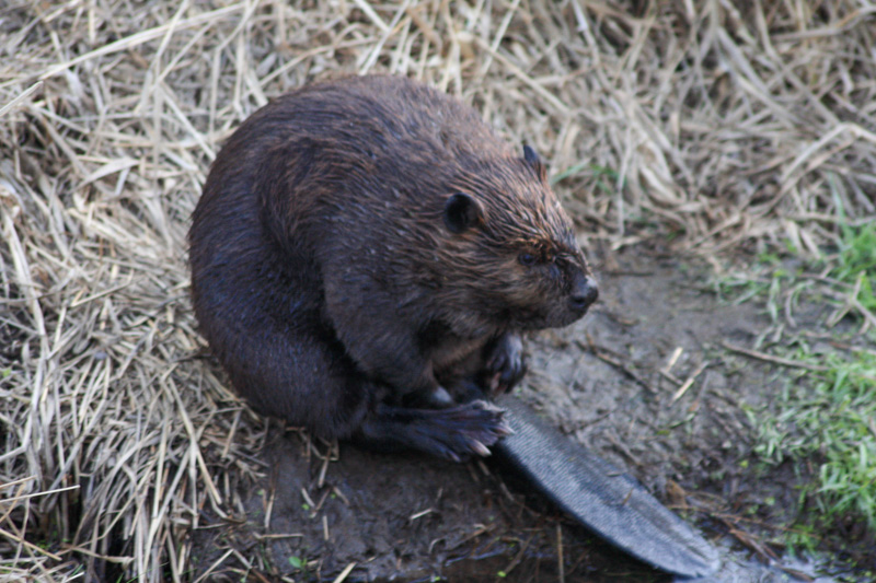 Beaver-resting-along-bank-of-pond-photo.jpg