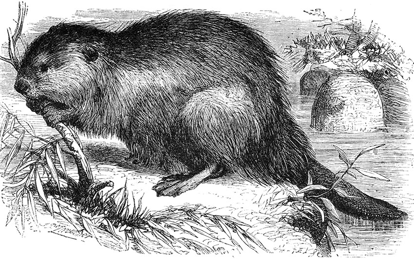 beaver-illustration-475.jpg