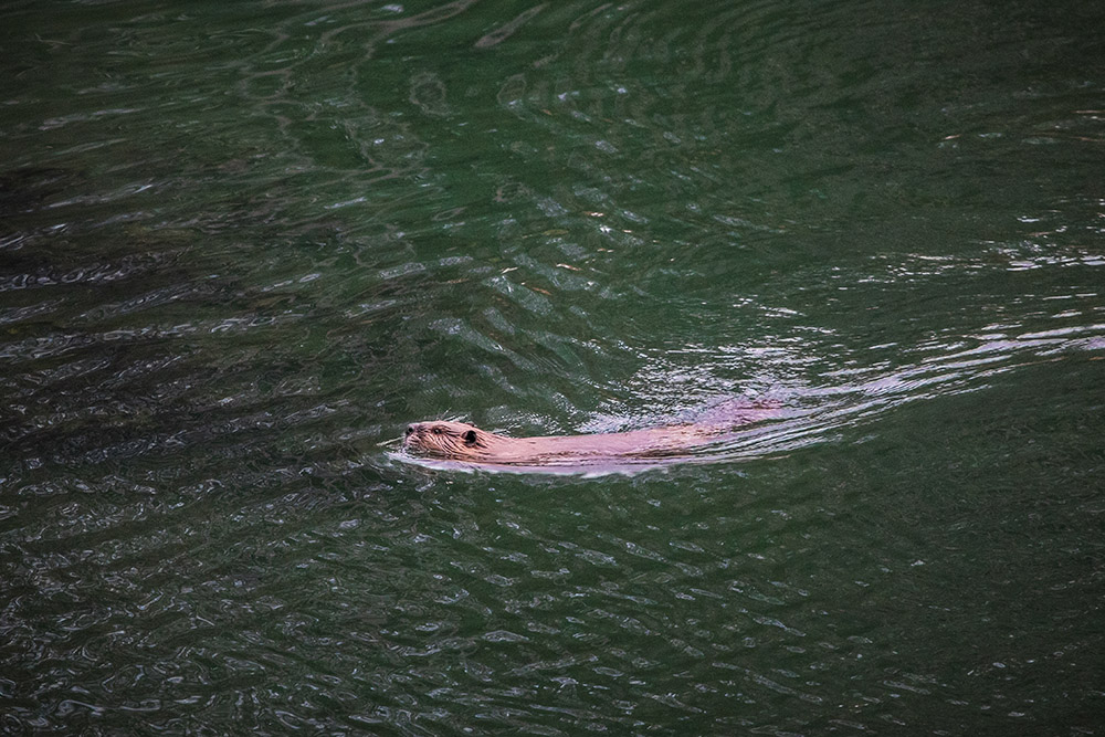 beaver-swimming-in-lake.jpg