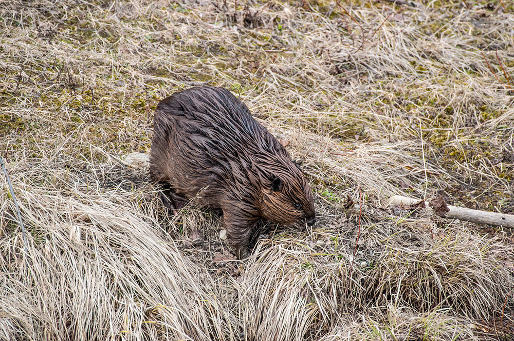 north-american-beaver-on-shore.jpg