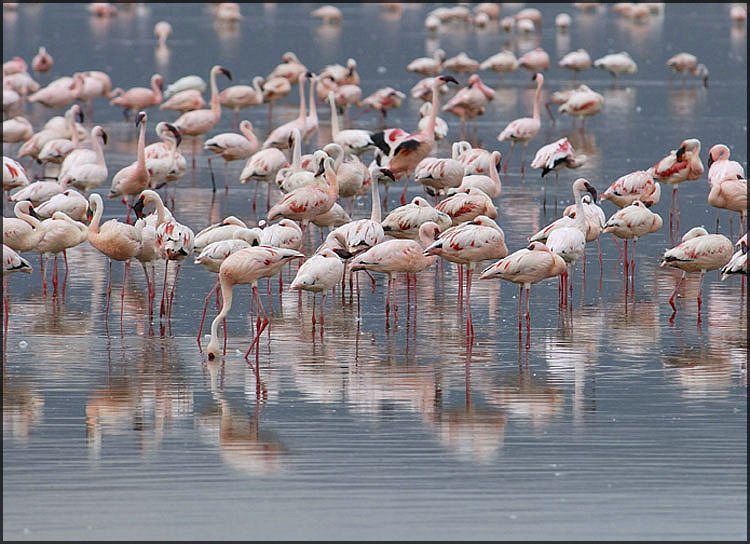 4_flamingo_10.jpg