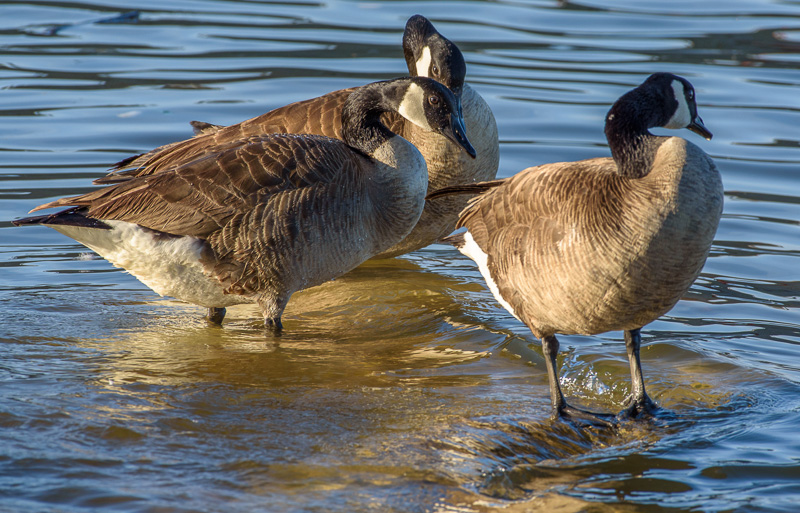 crackling-goose-percy-priest-lake-photo-4468.jpg