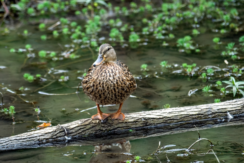 duck-on-log-in-marsh-photo_15.jpg