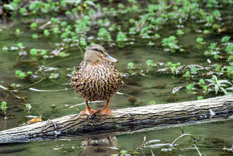 duck-on-log-in-marsh-photo_16.jpg