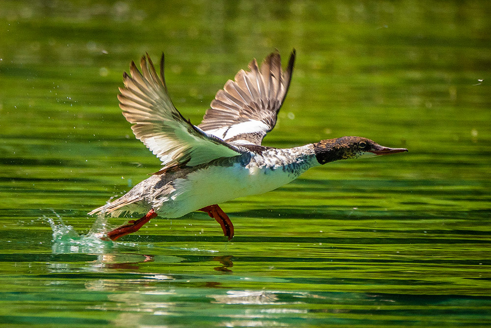 duck-takes-flight-off-lake.jpg