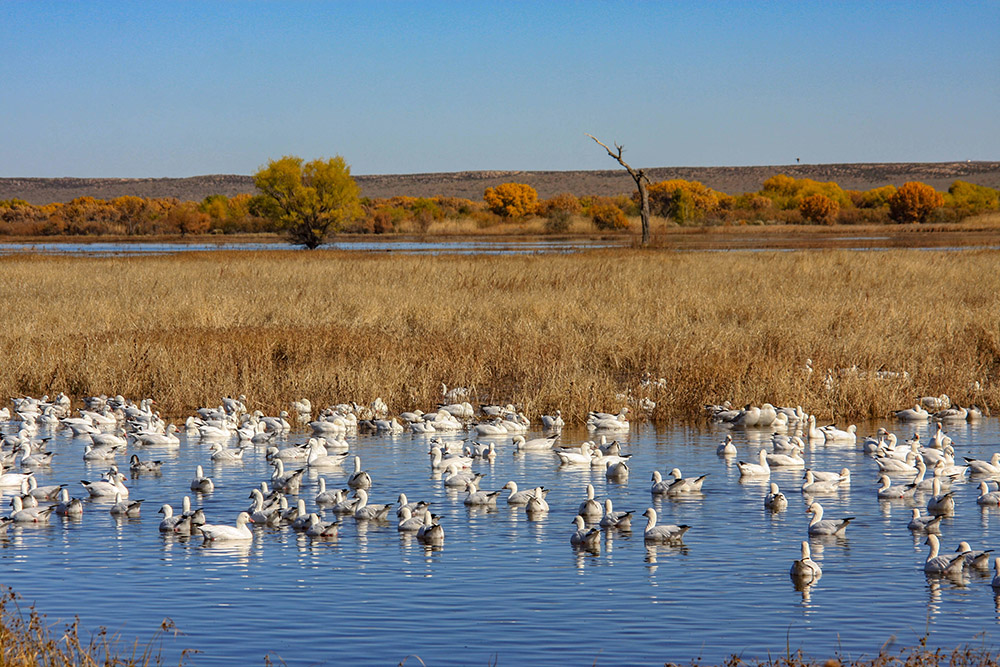 snow-geese-in-refuge-wetland.jpg