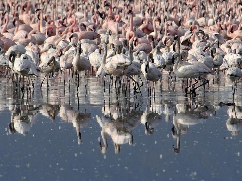 3_flamingos_3.jpg