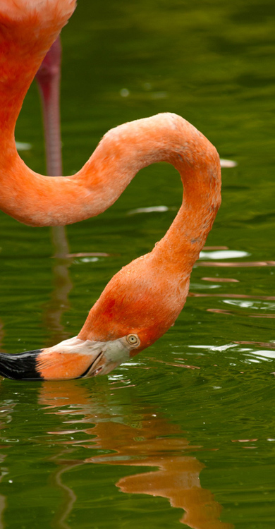 Flamingo-head-in-water.jpg