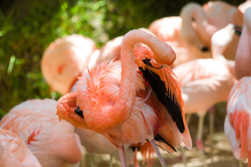 flamingo-bird-photo-4931.jpg