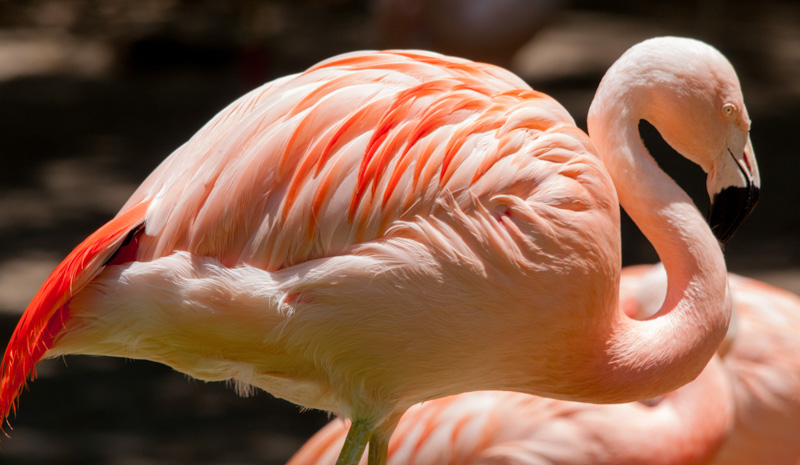 flamingo-bird-photo-4934.jpg