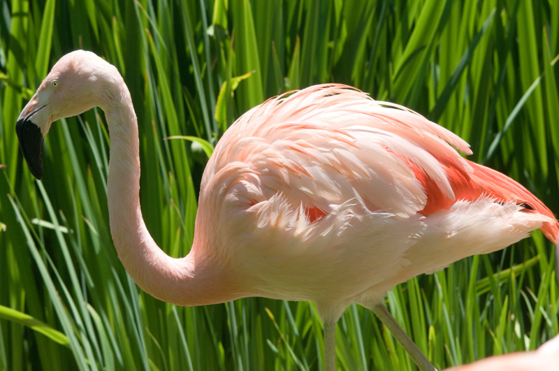 flamingo-bird-photo-4935.jpg