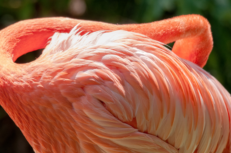 flamingo-bird-photo-4936E.jpg