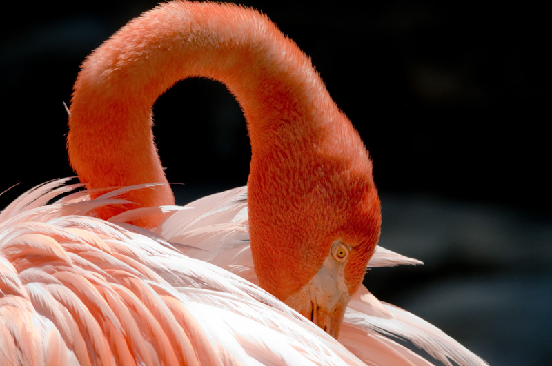 flamingo-bird-photo-4939.jpg