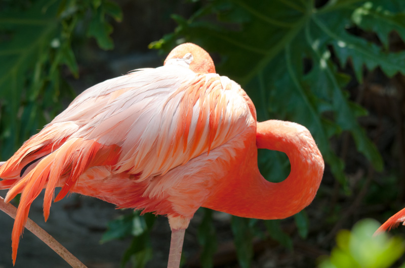 flamingo-bird-photo-4940.jpg