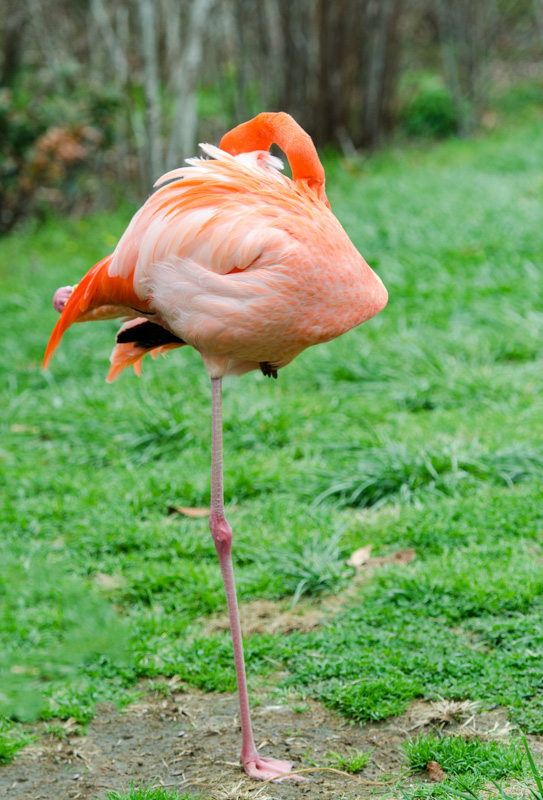 flamingo-bird-standing-one-leg-photo-819.jpg