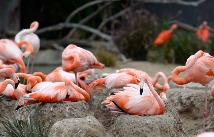 flamingo-sitting-rocks-95A.jpg