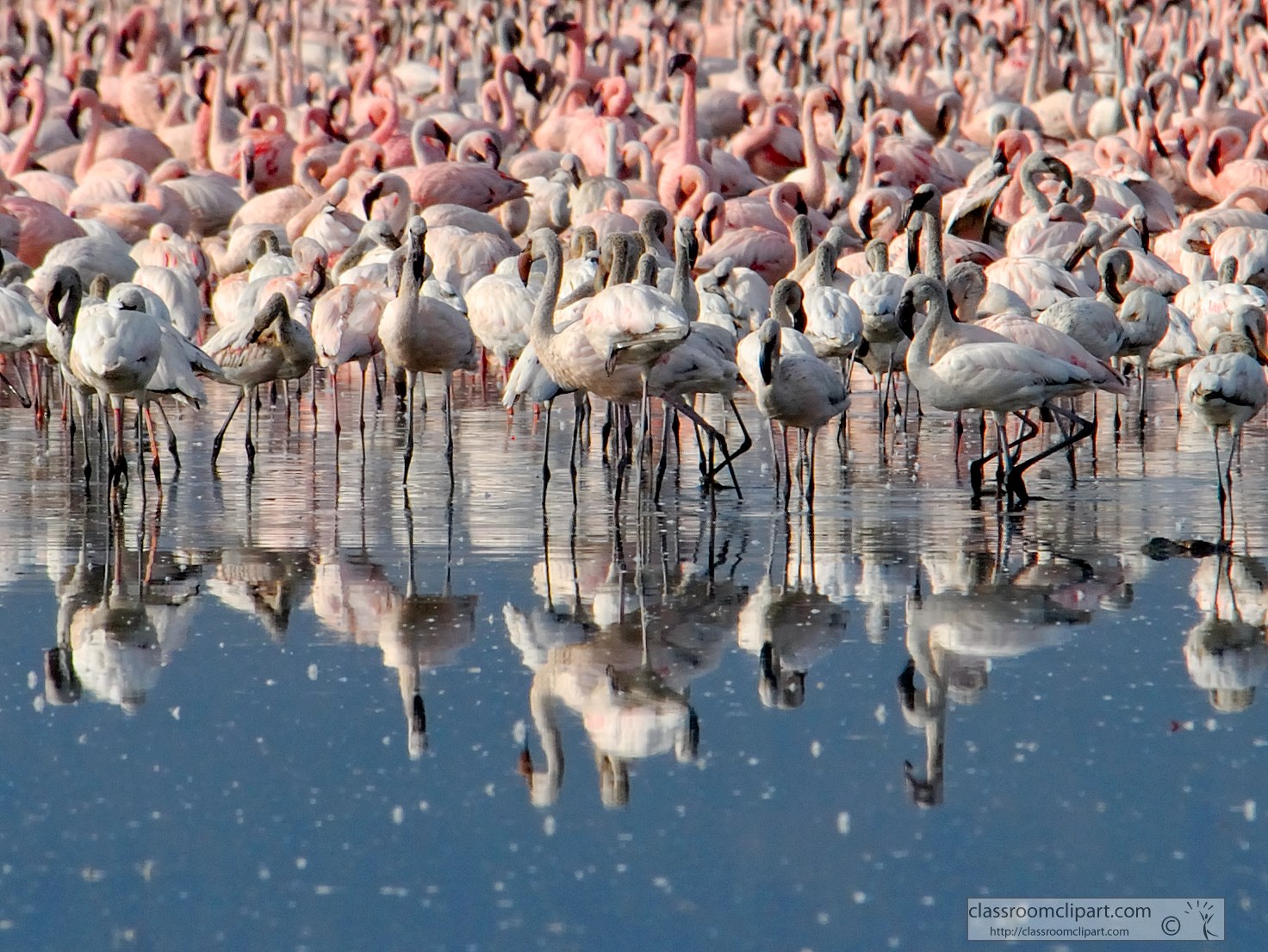 pink-flamingos-lake-nakuru-3a.jpg