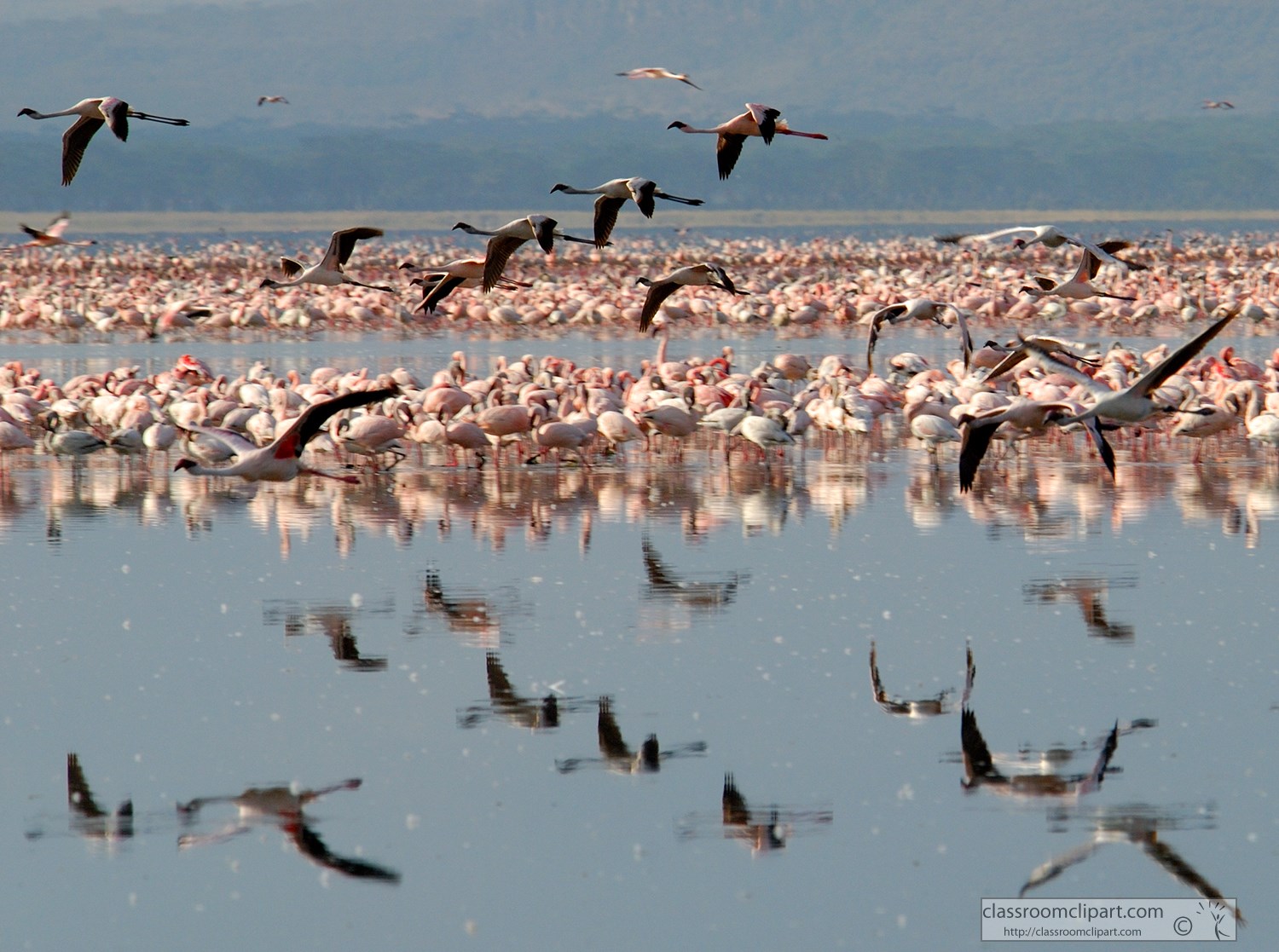 pink-flamingos-lake-nakuru-9.jpg