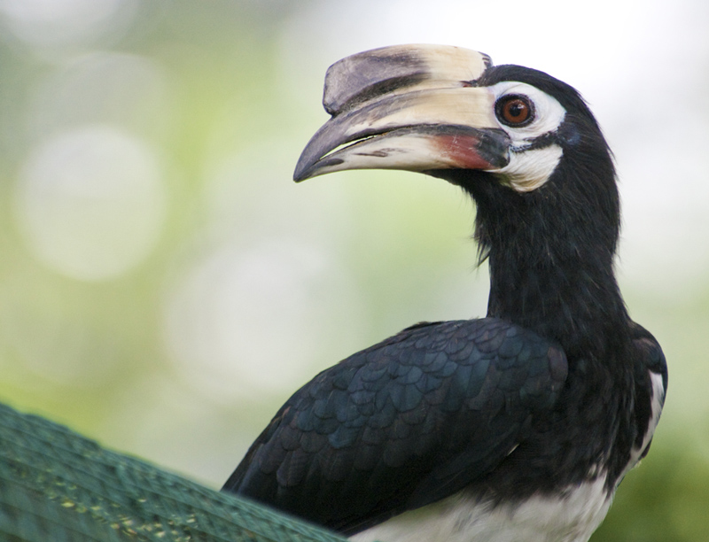 hornbill-bird-malaysia-0177.jpg