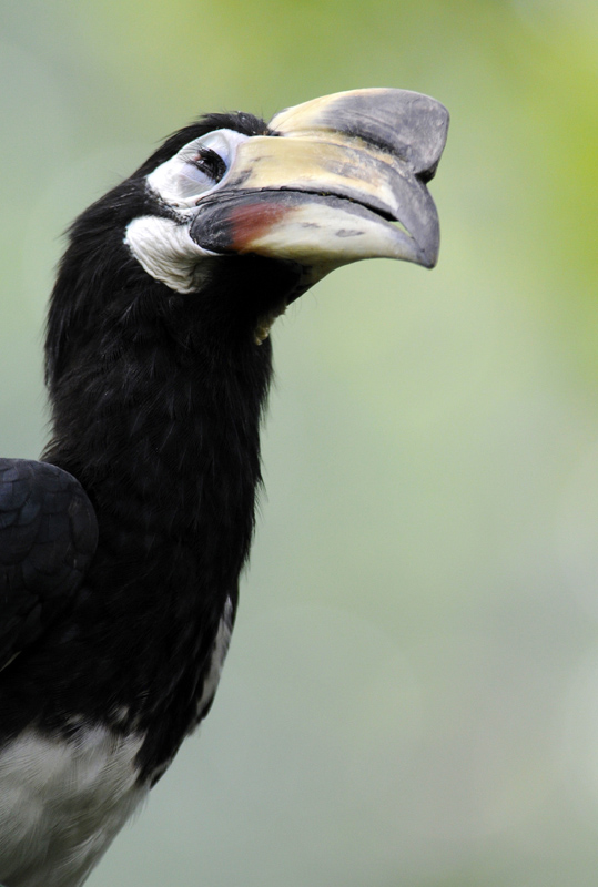 hornbill-bird-malaysia-0187a.jpg