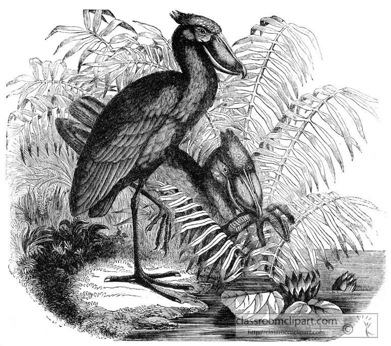 balceniceps-bird-illustration.jpg
