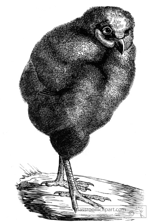 barn-owl-bird-illustration-11.jpg