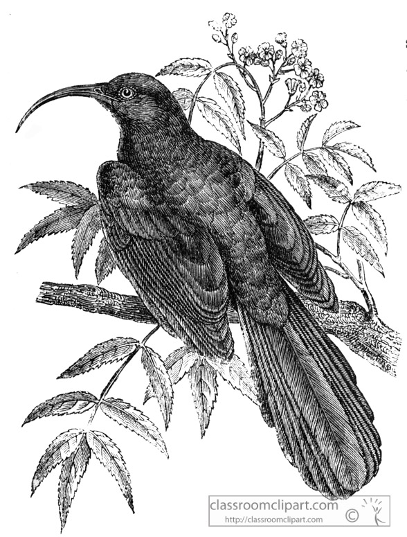 bee-eater-bird-illustration.jpg
