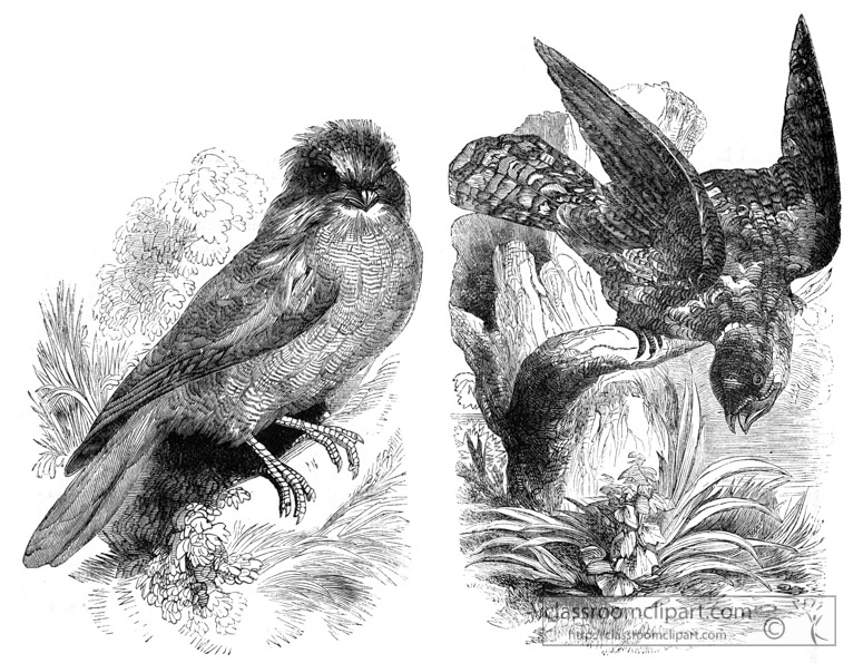 bird-illustration-12.jpg