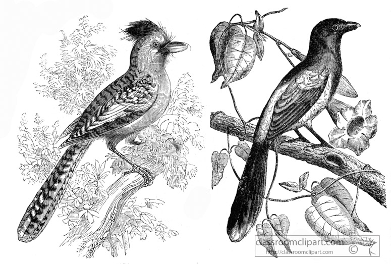 bird-illustration-1211.jpg