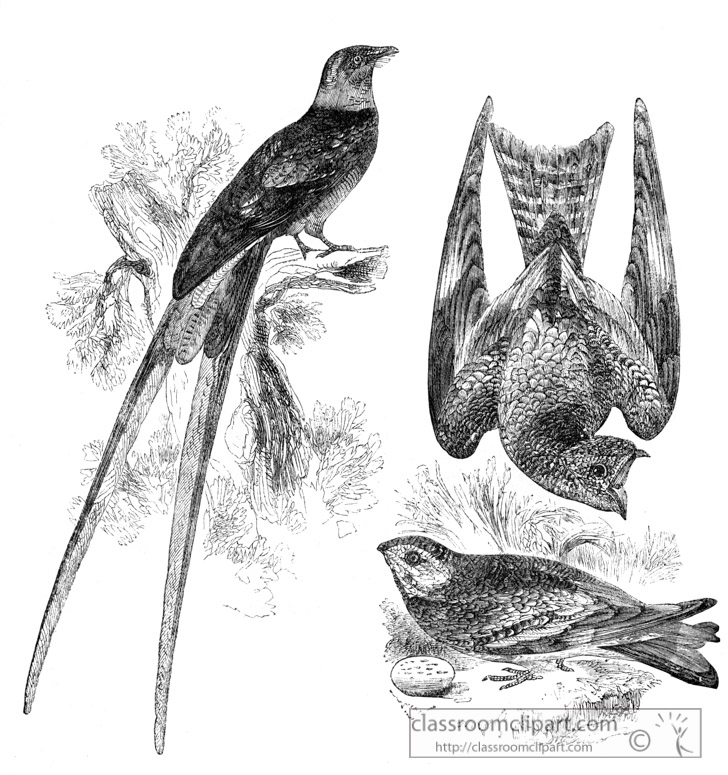 bird-illustration-122.jpg