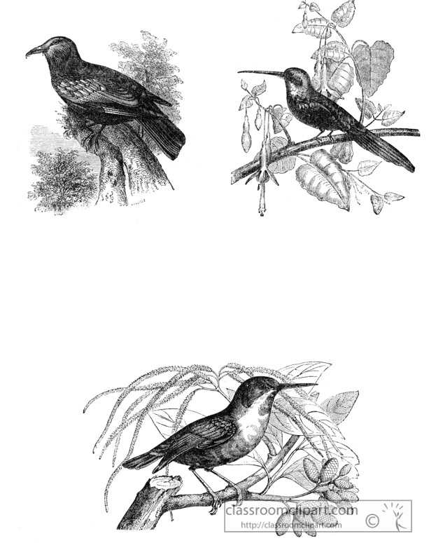 bird-illustration-13.jpg