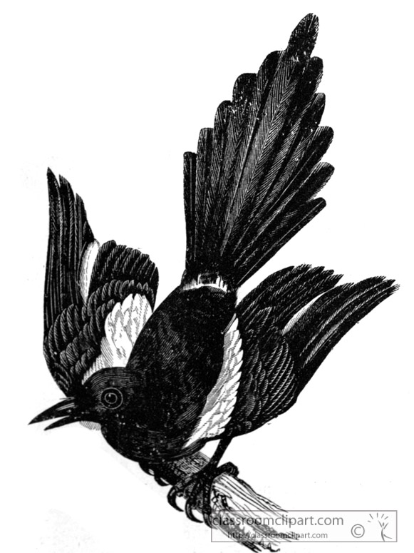 bird-illustration-14.jpg