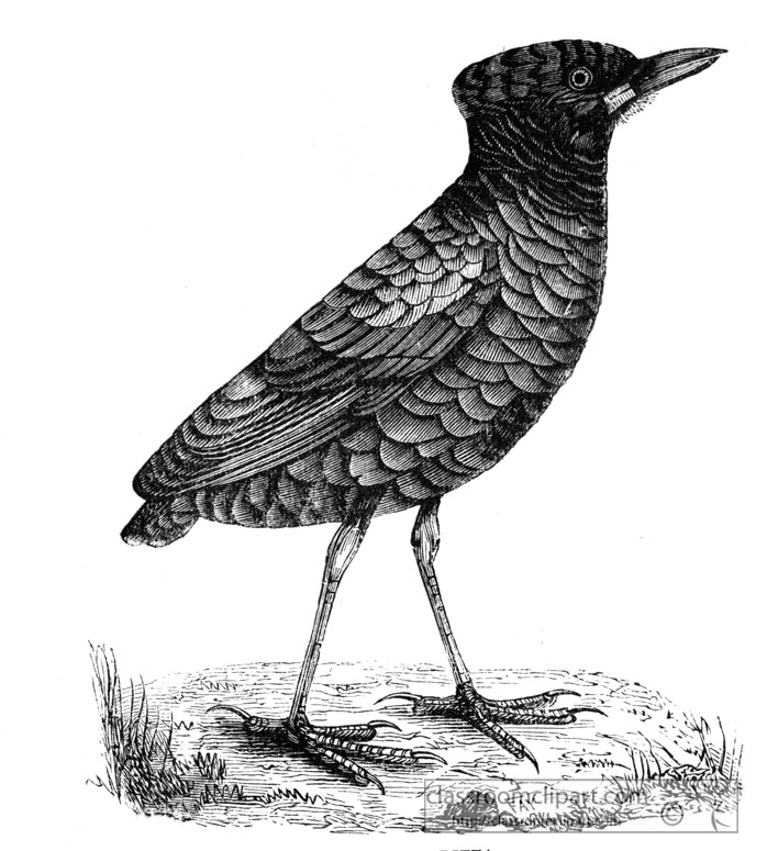 bird-illustration-142.jpg