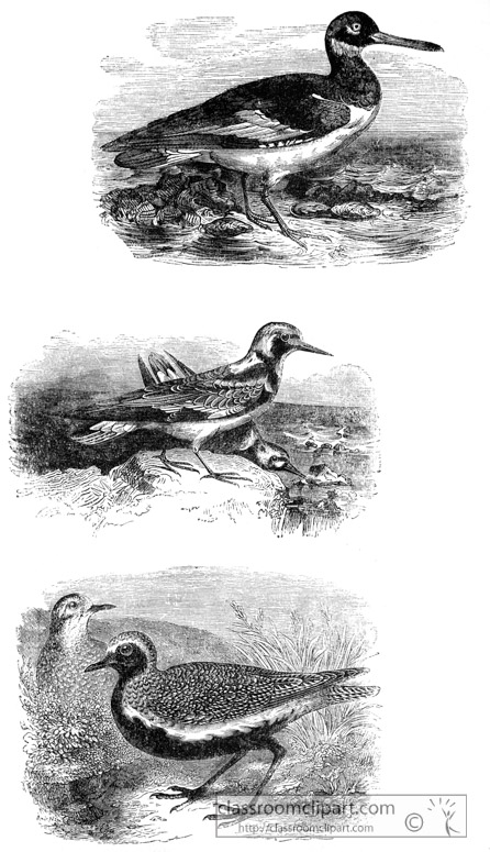 bird-illustration-15.jpg