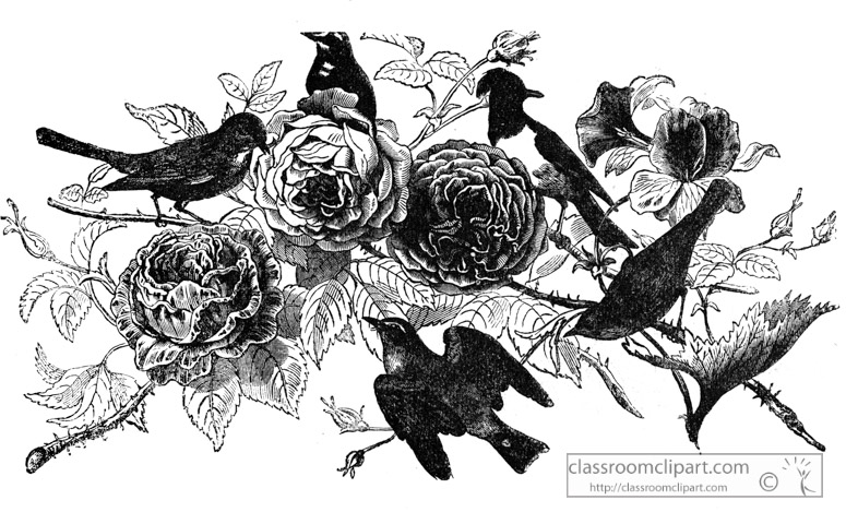 bird-illustration-16.jpg