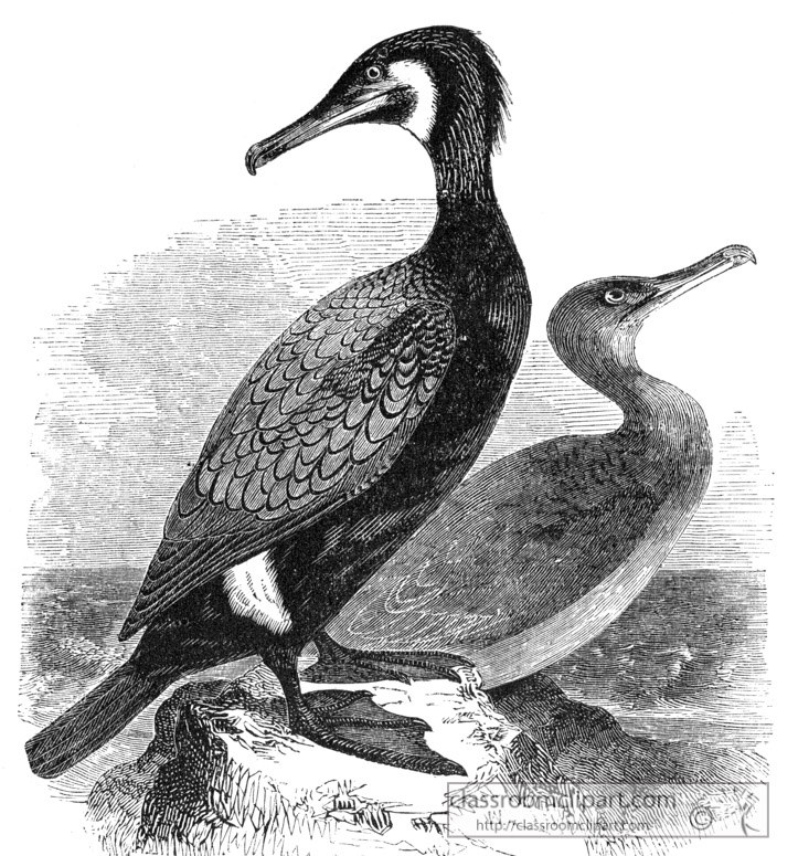 bird-illustration-cormorant.jpg