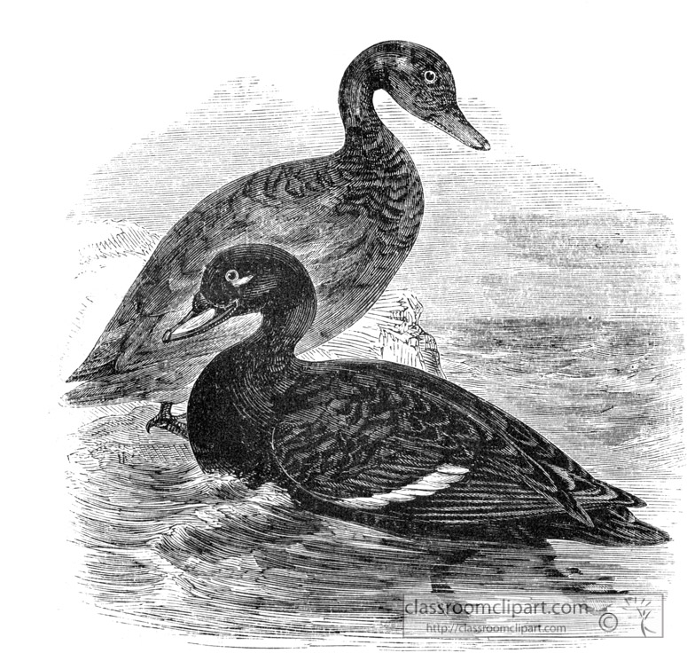 bird-illustration-duck-12.jpg