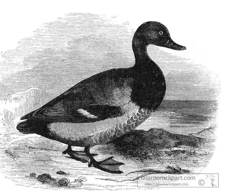 bird-illustration-duck-14.jpg