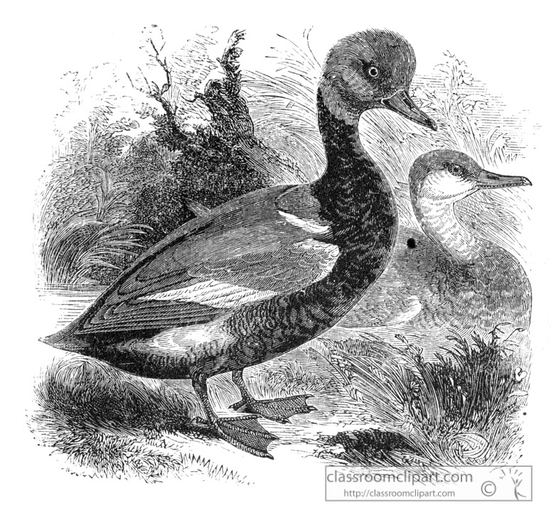 bird-illustration-duck-19.jpg