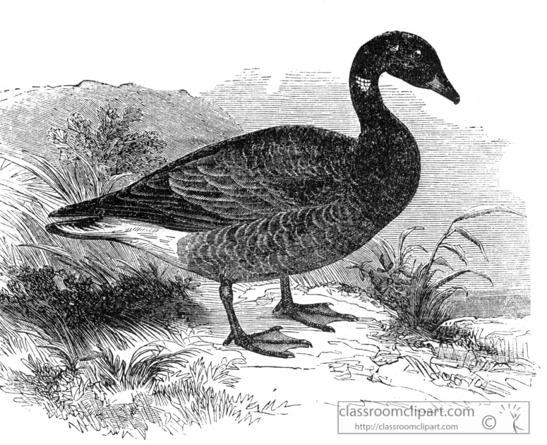 bird-illustration-goose-12.jpg