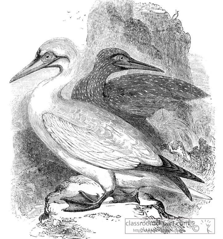 bird-illustration-goose-13.jpg