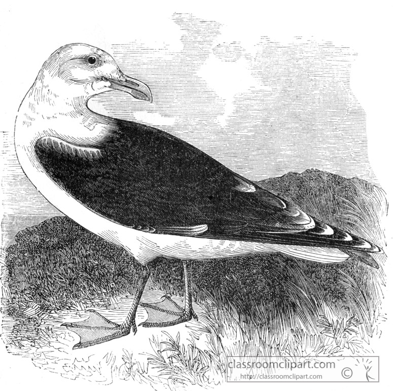 bird-illustration-gull-11.jpg