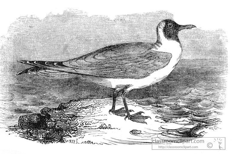 bird-illustration-gull-12.jpg