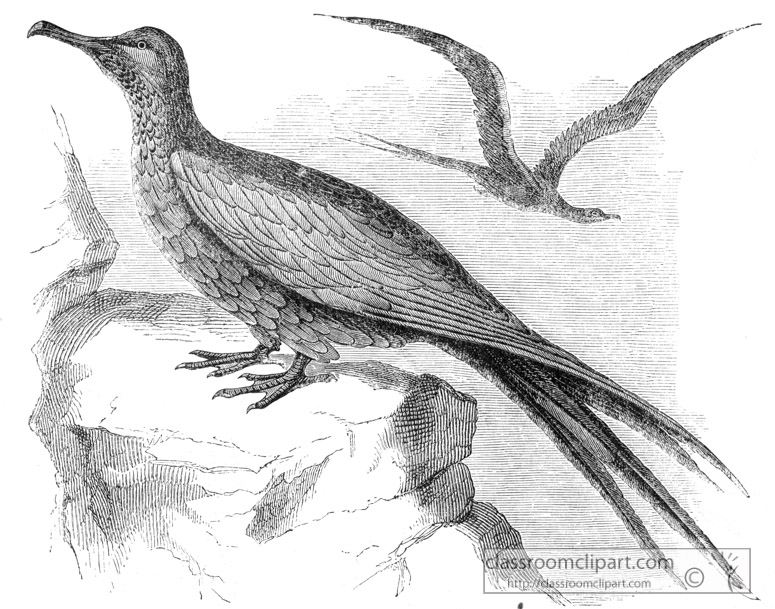 bird-illustration-man-war-bird-11.jpg