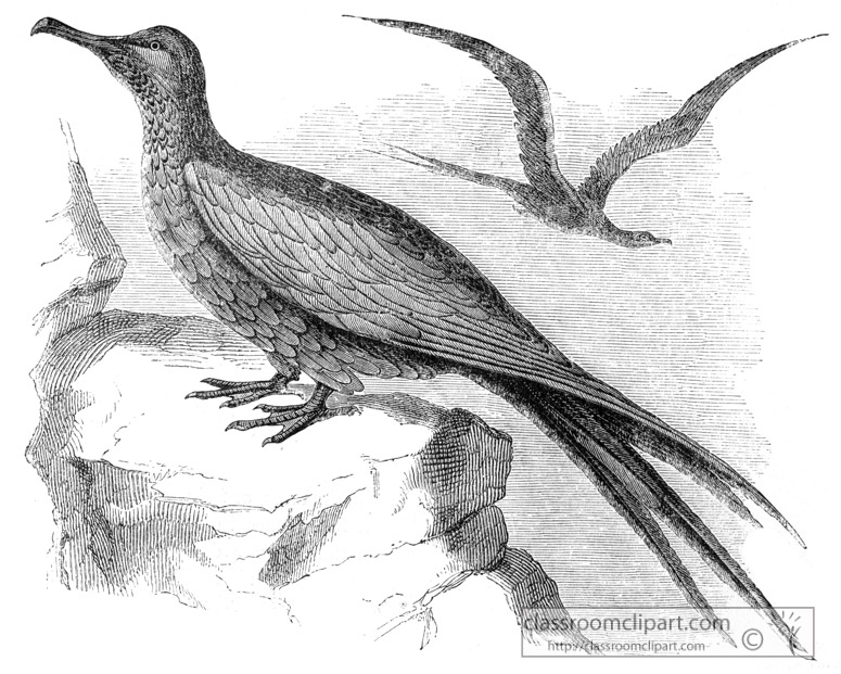 bird-illustration-man-war-bird-12.jpg