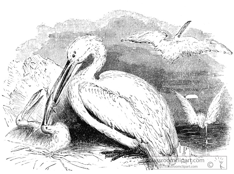 bird-illustration-pelican.jpg